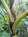 musa sikkimensis stammansicht(hamburg)