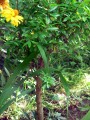 Granatapfel, ca 1m hoch 5 Jahre alt
