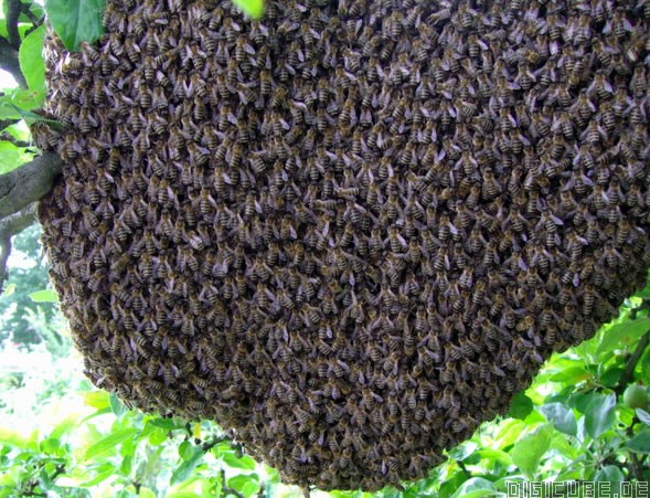 ein Bienen-Schwarm