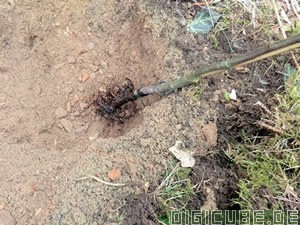 den Baum ins Pflanzloch stellen