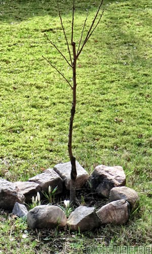 unser ausgeplanzter Obstbaum, in diesem Fall ein Kaki-Baum