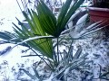 Winterhärteliste Palmen