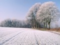 Kbelpflanzen, die draussen berwintert werden