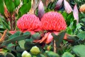 Zuckerbüsche Protea