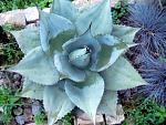 Klicken Sie auf die Grafik fr eine grere Ansicht 

Name:	agave-ovatifolia.jpg 
Hits:	5 
Gre:	93,8 KB 
ID:	84