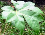 Reispapierbaum Tetrapanax