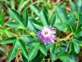 Passionsblumen (Passiflora)