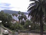 Serbien Herzeg Novi Kretische Dattelpalme und Washingtona filferia im Hintergrund (c deki) Serbien Herzeg Novi Kretische Dattelpalme und Washingtona filferia im Hintergrund (c deki)