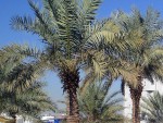 Phoenix dactylifera in Medina