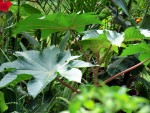 Ricinus communis (Wunderbaum, Rizinus)