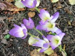 Herbstzeitlose Colchicum autumnale