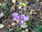 Herbstzeitlose Colchicum autumnale