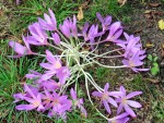 Herbstzeitlose Colchicum autumnale