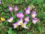 Herbstzeitlose Colchicum autumnale