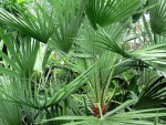 Chamaerops humilis europ. Palmetto