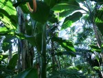 Bananenpflanzen in Hambrug, Wallanlagen
