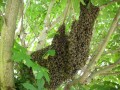 Was tun wenn Sie ein Bienenschwarm oder Wespennest im Garten entdecken?