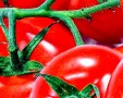 Top 4 Tomatenprobleme