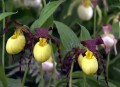 Frauenschuh-Orchideen